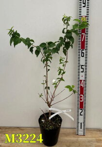 y`Iׂ錻i̔zoCJEcM up[YIupt[v@5c(c12)