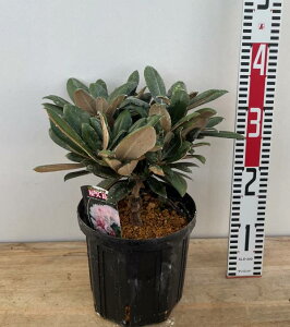 vΓ(NV}VNiQ) 6A@c(d10)