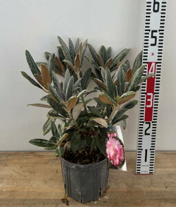 vzVNiQ @̉؁iLEmnij@6Ac(c14)