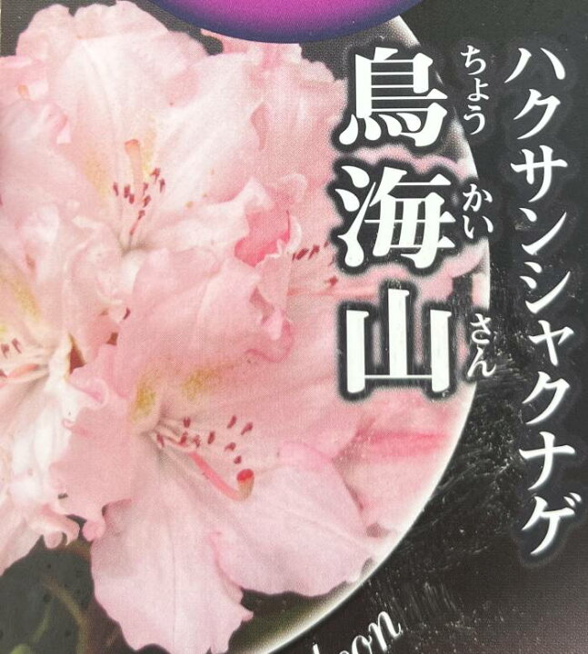 楽天市場】日本石楠花（ニホンシャクナゲ）鳥海山（チョウカイサン）6 