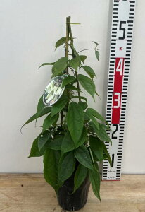 ~炫N}`Xc@AXGVX@4c[dĕcij