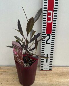 hhiGAEBXRT vvA@3c(e11)