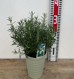 立性ローズマリー マリンブルー 4号苗()