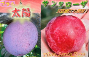 y2{Zbgzcivjzi^CEjƃT^[Ui󕲎j5@|bgcie01j