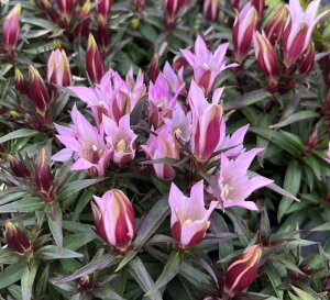 ���t�����h�E�@�Z�V���s���N�@3���c