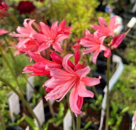 小花ダイヤモンドリリー（ネリネ）　サルニエンシス　リトルサーモン