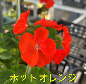 yԐFőIԁz[jE@sgv~A@3.5cib19)