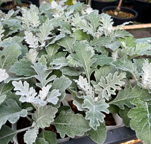 �V���^�G�M�N�@�V���o�[�_�X�g�@3.5���c