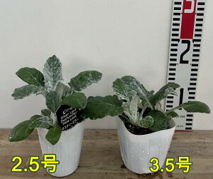 �y�c�̑傫���őI�ԁz�V���^�G�M�N�@�j���[���b�N�i�ۗt�j2.5���c�`3.5���c