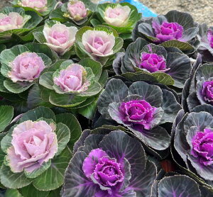 y2FZbgzn{^itOjV[iv`iP[j3cG߂̉ԕc