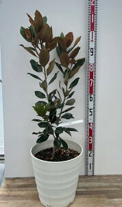 yizlG炫^CT{N@gWF@10tO[A@c؁yM3229z