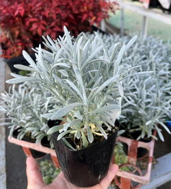 ヘリクリサム　シルバースノー　3号苗(h26)