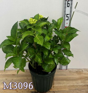 yԉtEizyOǗczAWTCizԁEj@ACXxA[@6c