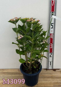 yԏIEIׂ錻izyOǗczAWTCizԁEj@_Xp[eB[@nbs[@6Acy