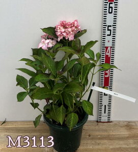 yIׂ錻iEԏIzyOǗczAWTCizԁEjtFC@6c