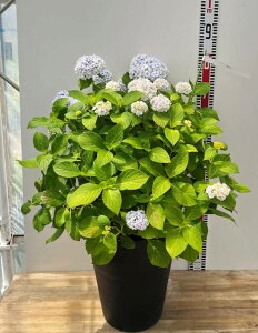 yizyOǗczAWTCizԁj P@10ZA[gAc uM3122v