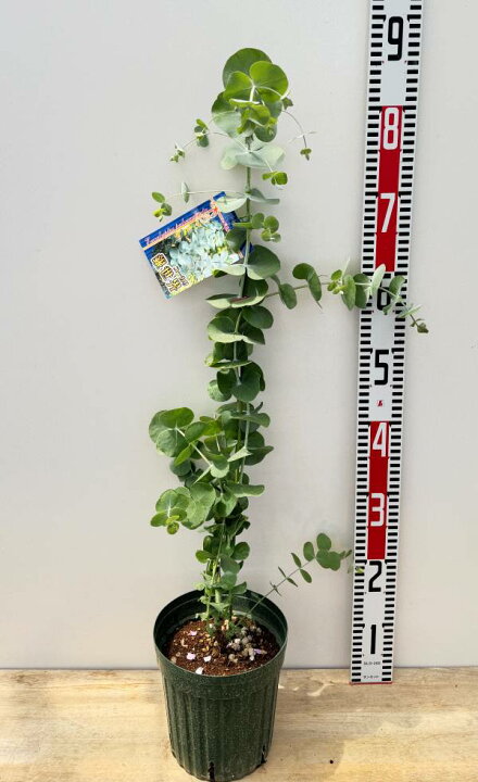 楽天市場】銀丸葉ユーカリ（ギンマルバ）銀世界 5.5号鉢植え : 千草園芸