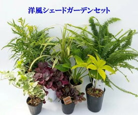 日陰で育つ植物　洋風シェードガーデンセット　【植物8種8苗/園芸肥料付き】