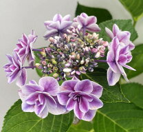 楽天市場】アジサイ 新 品種（サイズ（植木鉢）7 ～ 9号）（鉢花｜花 