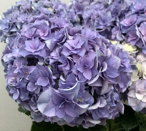 苗 紫陽花 観葉植物の人気商品 通販 価格比較 価格 Com