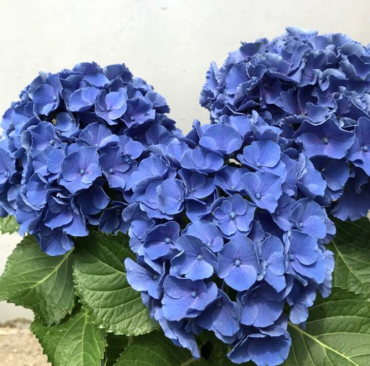 市場 花咲き過ぎ 紫陽花 ミューズ あじさい アジサイ