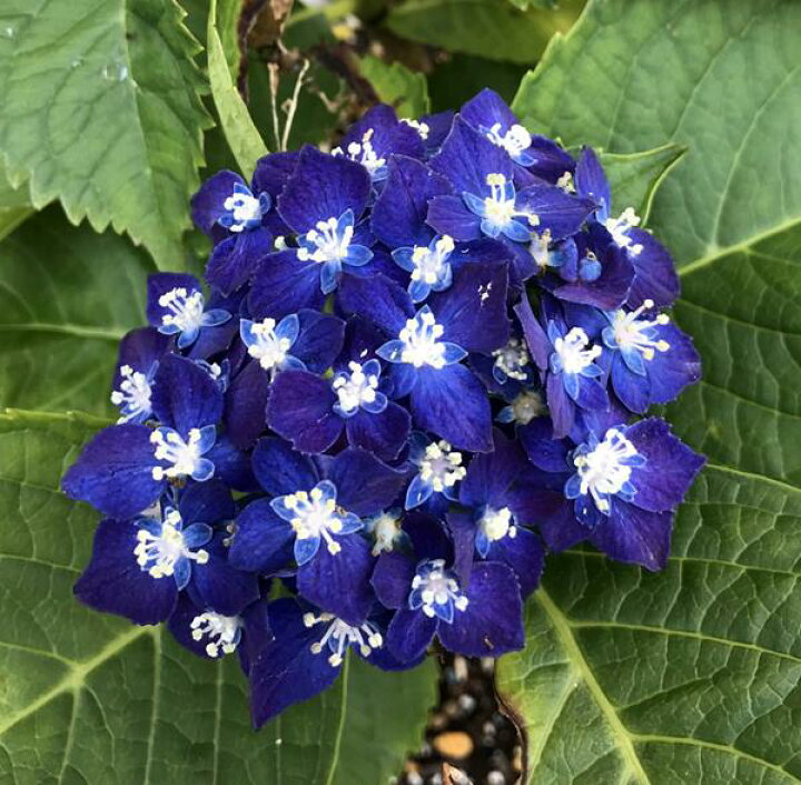 楽天市場 屋外管理苗 アジサイ 紫陽花 あじさい ネイビーブルー ブルー パープル 7号セラアート植え J3 1 千草園芸