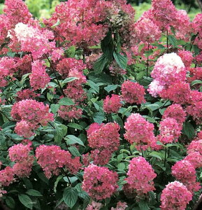 �y���O�Ǘ��c�z�s���~�b�h�A�W�T�C �t�@�C���[���C�g�@6���@�c��