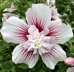 NQ [YIuV@X^[o[XgVtH@c؁@7(y13 e05)