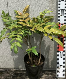 楽天市場 ヒイラギナンテン 鉢植えの通販