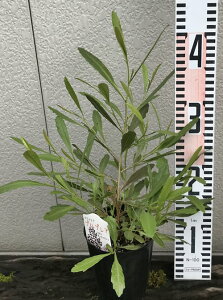 植木 盆栽 ドドナエア 農業資材 ガーデニング用品の人気商品 通販 価格比較 価格 Com 植木 盆栽 ドドナエア 農業資材 ガーデニング用品の人気商品 通販 価格比較 価格 Com