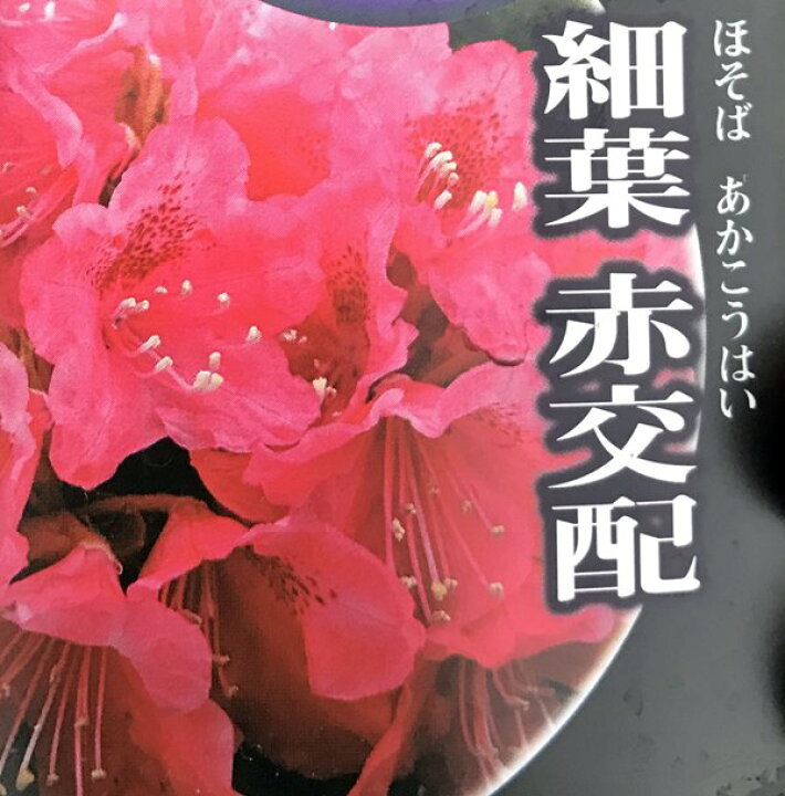 楽天市場 日本シャクナゲ 細葉赤交配 5号鉢植え 苗木 F02 千草園芸
