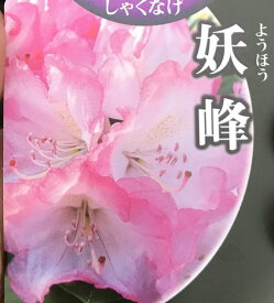 楽天市場 シャクナゲ 開花時期秋 花 ガーデン Diy の通販