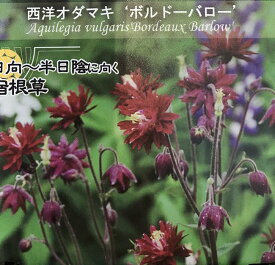 楽天市場 オダマキ 苗の通販