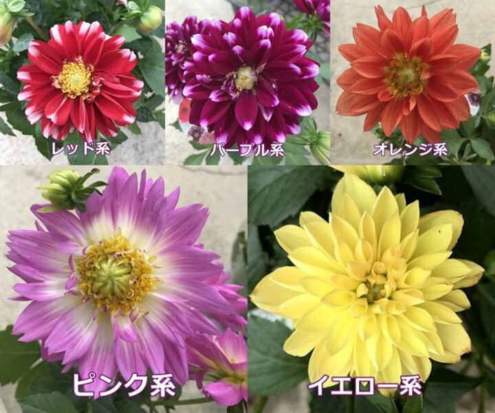 楽天市場 5色から選べる ダリア ダリーナマキシ 4号苗 B5 千草園芸