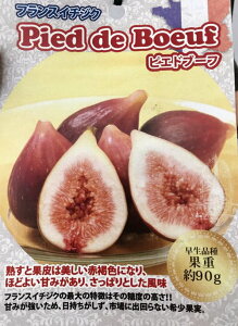 イチジク 苗の人気商品 通販 価格比較 価格 Com イチジク 苗の人気商品 通販 価格比較 価格 Com