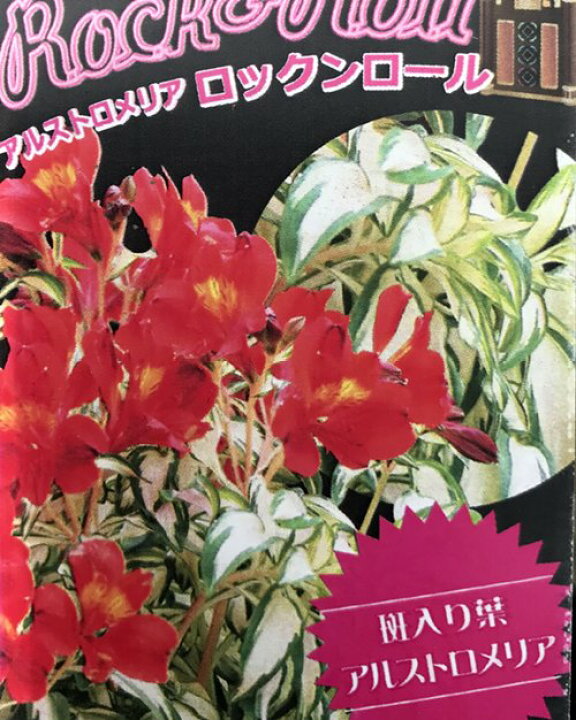楽天市場 斑入りアルストロメリア ロックンロール 3 5号ポット苗 C9 千草園芸 楽天市場 斑入りアルストロメリア ロックンロール 3 5号ポット苗 C9 千草園芸