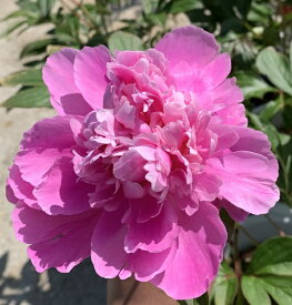 楽天市場 芍薬 苗 開花時期春 の通販