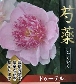 楽天市場 シャクヤク 苗の通販
