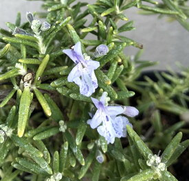 ローズマリー苗　プロストラータス　3号苗 (J01)