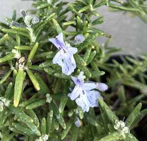 [Y}[c@vXg[^X@3c (J01)