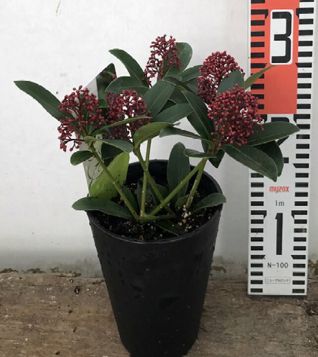 楽天市場 スキミア レッドドワーフ 4号セラアート植え苗 B19 千草園芸 楽天市場 スキミア レッドドワーフ 4号セラアート植え苗 B19 千草園芸