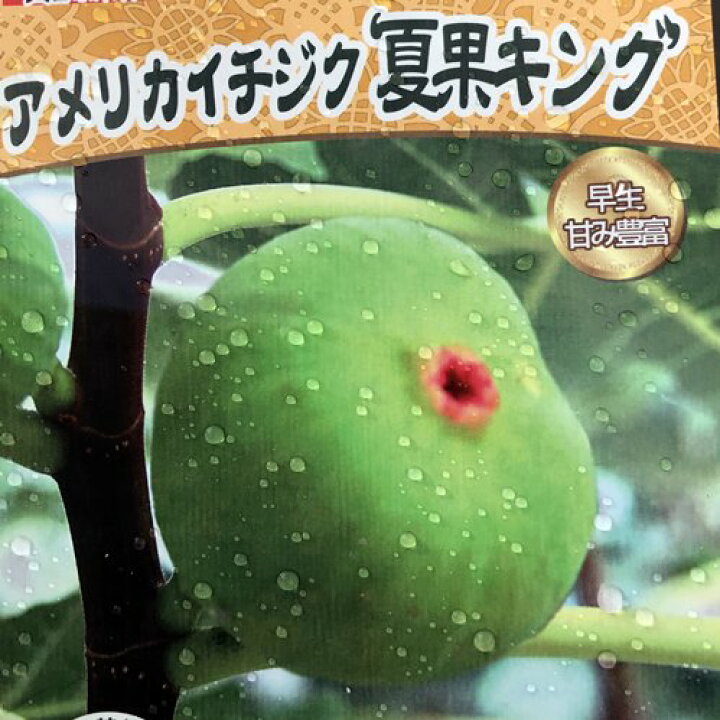 楽天市場 アメリカイチジク 夏果キング 早生品種 5号ロングポット植え 苗木 K11 千草園芸