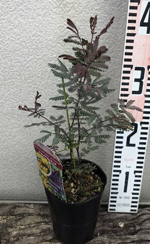 楽天市場 紫銀葉アカシア プルプレア 3 5号苗 B18 千草園芸 楽天市場 紫銀葉アカシア プルプレア 3 5号苗 B18 千草園芸