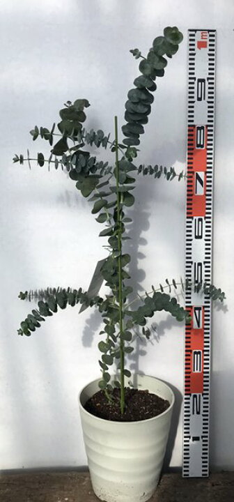 楽天市場 銀丸葉ユーカリ ギンマルバ 銀世界 8号フレグラー植え 千草園芸 楽天市場 銀丸葉ユーカリ ギンマルバ 銀世界 8号フレグラー植え 千草園芸