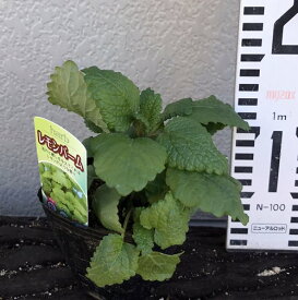 楽天市場 ハーブの苗物 種類 植物 ワイルドストロベリー レモンバーム 苗物 ガーデニング 農業 花 ガーデン Diyの通販