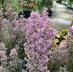 �W���m���G���J�@4�����A���c(i10)