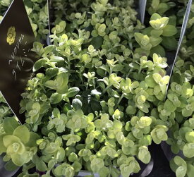 楽天市場 ヘリクリサム 苗 花 ガーデン Diy の通販 楽天市場 ヘリクリサム 苗 花 ガーデン Diy の通販