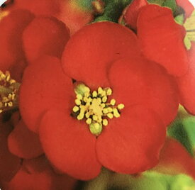 楽天市場 寒ボケ の 花の通販