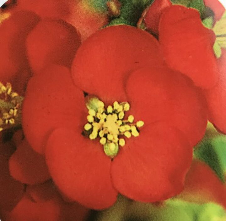 楽天市場 寒ボケ 寒木瓜 ベニボタン 紅牡丹 4 5号鉢植え 苗木 J05 千草園芸