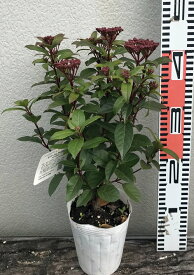 楽天市場 常緑 ガマズミ 植木 ガーデニング 農業 花 ガーデン Diyの通販